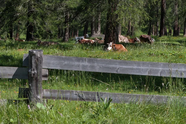 Pastoreo de vacas manchadas de marrón y blanco en tierras de pastoreo: italiano —  Fotos de Stock