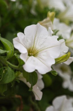 Beyaz lilyum çiçek, bitkisel bitki bir bahçe içinde