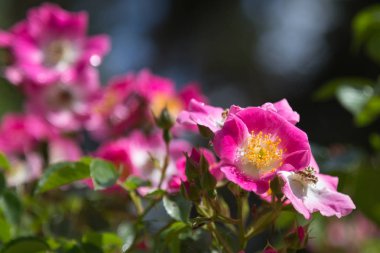 Pembe güllerin bahçedeki: Kirsten Klein gül