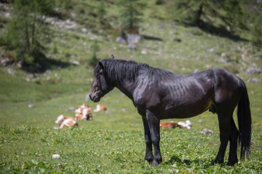 Siyah at ve inek toprakları otlatma otlatılması: İtalyan yeşil M