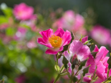 Pembe güllerin bahçedeki: Kirsten Klein gül