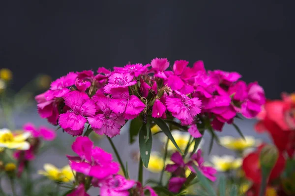 Nahaufnahme von rosa Hortensienblüten und Blüten — Stockfoto