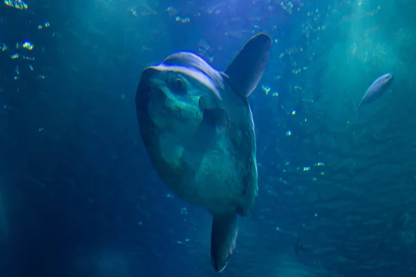 Tiburón real bajo el agua en acuario azul natural — Foto de Stock