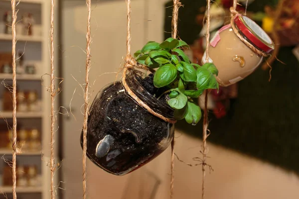 Planta de albahaca suspendida dentro de la lata de vidrio, tema de alimentos —  Fotos de Stock