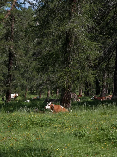 Brązowy i biały łaciate krowy wypasu w Kistelek: Dolomity Włoskie Alpy krajobrazy — Zdjęcie stockowe