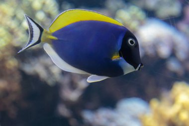 Güzel mavi Surgeonfish, akvaryum içinde Paracanthurus Hepatus