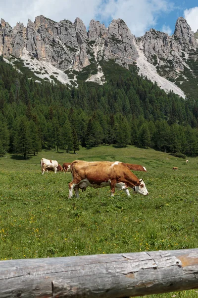 Hnědé a bílé krávy pasoucí v pastvin: scenérie Alp italské Dolomity — Stock fotografie