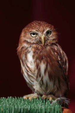 Küçük oyuk baykuşu - Athene cunicularia - kahverengi tüyleri ve sarı gözlü portresi