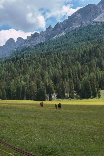 Svart häst betesgång i betande landar: italienska Dolomiterna Alperna natur nära Lake Misurina — Stockfoto