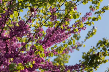Çiçek açması Cercis siliquastrum şube, erguvan mavi gökyüzü karşı pembe çiçekli.