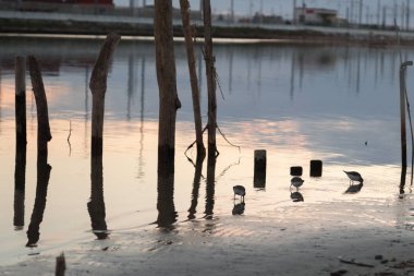 Ahşap direklerin ve gün batımında kuşlar: su yansıma