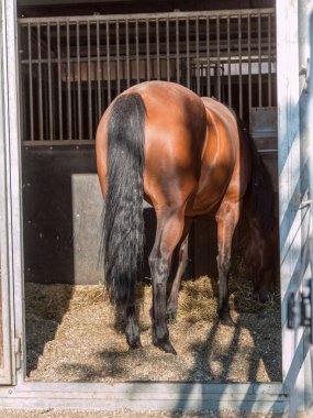 Sarı saman yeme Stall içinde kahverengi at arka görünümü