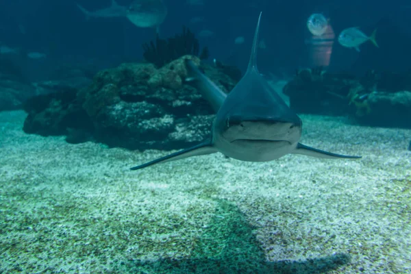 Tiburón real bajo el agua en acuario natural — Foto de Stock