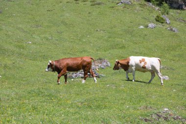 Otlama toprakları içinde sığır pasturing: Italyan Dolomites Alps manzara