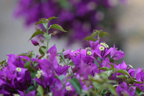 Petites fleurs blanches avec des feuilles violettes dans un jardin — Photo