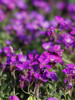 Beş yaprakları ve beyaz kenarı ile güzel mor Sardunya çiçekler