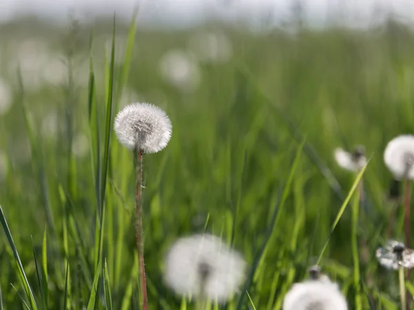 Closeup of White Dandelion in Green Flowers Field — Stock Photo, Image