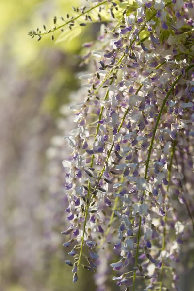 White and Pink Wisteria: Vine Flowers on a Wall