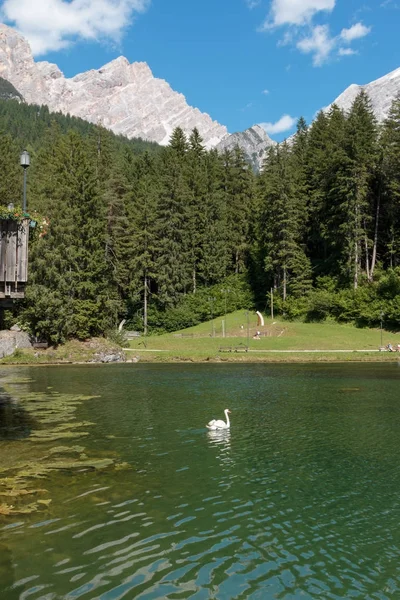 Lebăda albă înoată în lac — Fotografie, imagine de stoc
