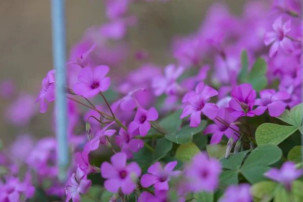 Wunderschöne Viola-Blüten mit fünf Blütenblättern im Garten — Stockfoto