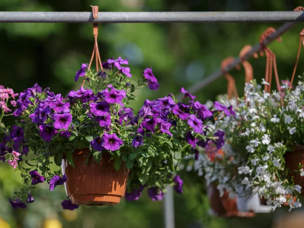 Lila Blumenvase hängt in ländlicher Umgebung — Stockfoto