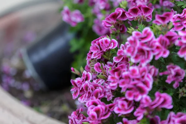 Wunderschöne lila Geranienblüten mit fünf Blütenblättern und weißem Rand — Stockfoto