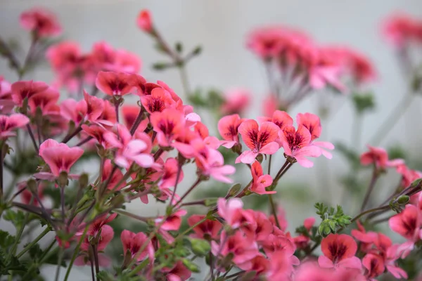Schöne rote Geranienblüten mit fünf Blütenblättern — Stockfoto