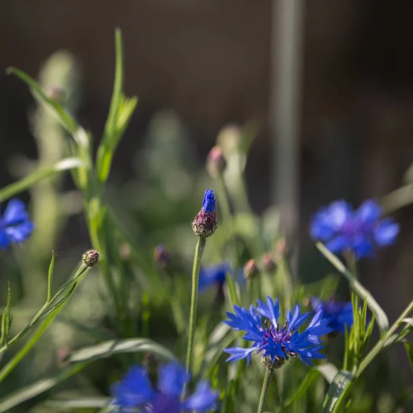 Fleur de Bleuet, Centaurée Cyanus Floraison Annuelle de la Famille des Asteraceae — Photo