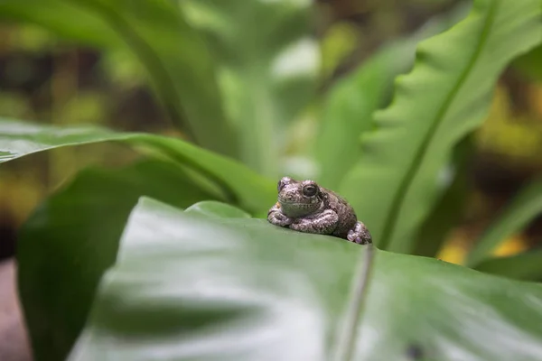 Sapo pequeno na folha verde — Fotografia de Stock