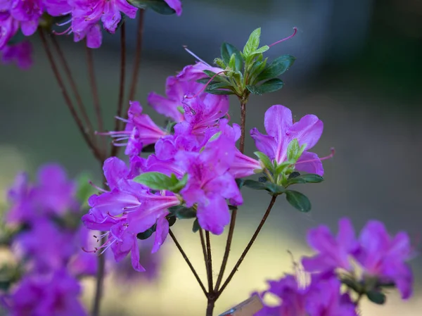 Belles fleurs roses avec feuilles vertes dans le pré vert — Photo