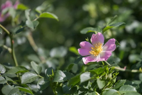 Rose pour chien Fermer : Fleur rose avec feuilles vertes — Photo
