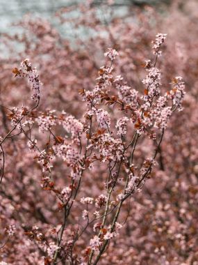 Şeftali ağacı çiçeği erken ilkbaharda