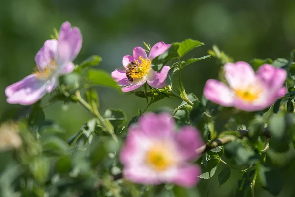 Rose pour chien Gros plan : Fleur rose avec abeille dessus — Photo