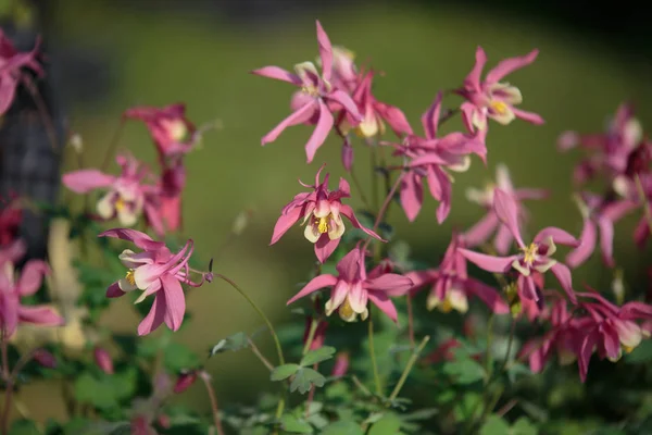 Belles fleurs roses avec quatre pétales dans un jardin — Photo