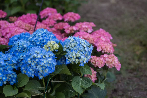Blaue und rosa Hortensienblüten, Hortensien im Garten — Stockfoto