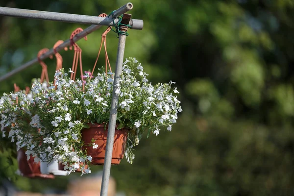 Bunte Blumenvasen hängen in ländlicher Umgebung — Stockfoto