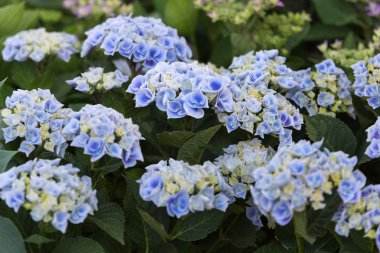 Sarı ve mor HORTENSIA çiçekler, ortanca Bahçe