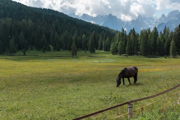 Černý koně pastvy v pastvin: scenérie Alp italské Dolomity — Stock fotografie