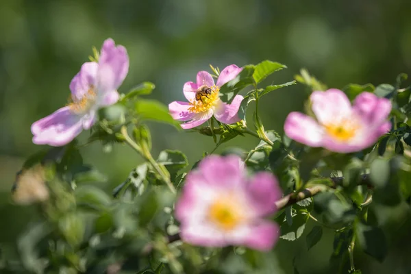 Rose pour chien Gros plan : Fleur rose avec abeille dessus — Photo
