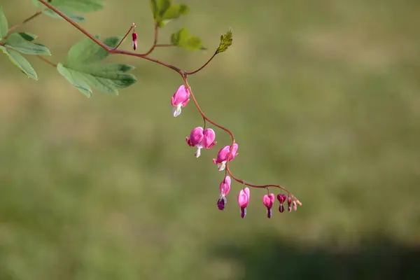 Fleurs en forme de coeur rose sur la branche de l'arbre — Photo