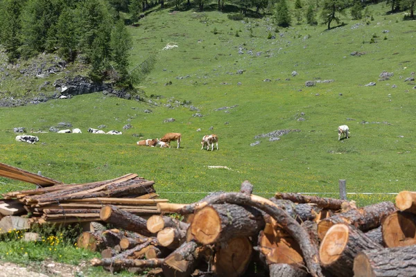 Pastviny v pastvinách: Italská dolomitská scenérie — Stock fotografie