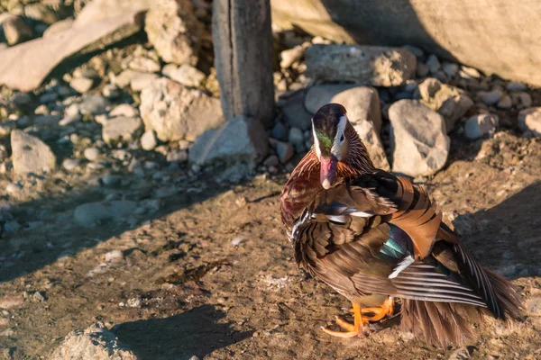 Birds and Animals in Wildlife: Closeup of Beautiful Duck