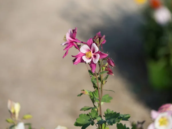 Schöne rosa Blüten mit vier Blütenblättern in einem Garten — Stockfoto