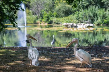 Bir Gölün Kıyısında İki Pelikan: Güneşli Bahar Günü