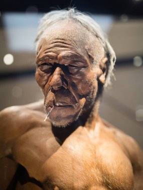 Homo Erectus Yetişkin Adam 'ın Yeniden Yapılandırılması