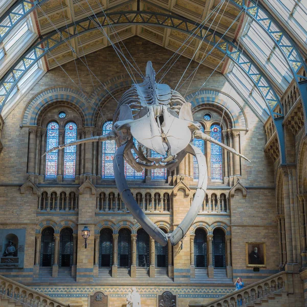 Esqueleto de ballena azul colgando del techo del Museo de Historia Natural de Londres — Foto de Stock