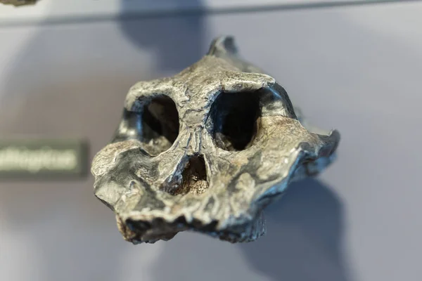 Реконструкція людського черепа доісторичних віків — стокове фото