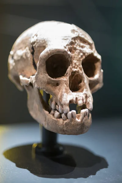 Ricostruzione di un cranio umano di età preistorica — Foto Stock