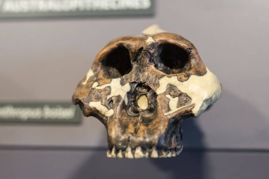 Tarih öncesi çağların insan kafatasının yeniden yapılandırılması