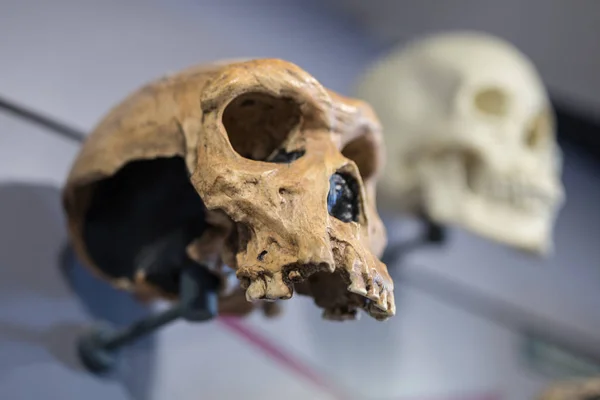 Rekonstruktion eines menschlichen Schädels aus prähistorischer Zeit — Stockfoto